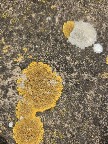 Xanthoria calcicola
