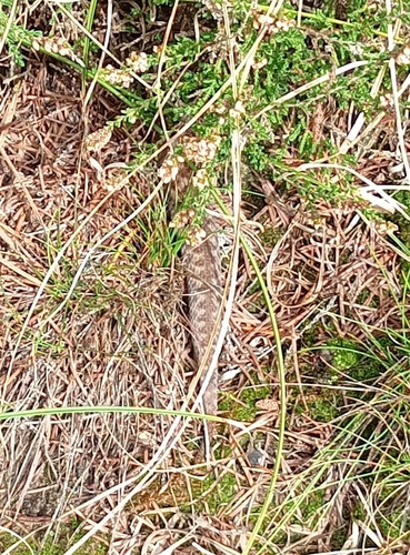Adder