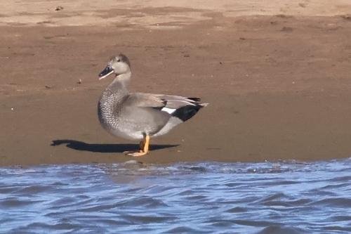 Gadwall