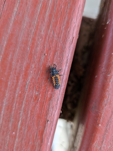 Asian Lady Beetle
