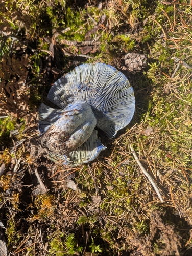 indigo milk cap
