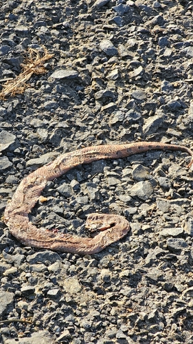 Hump-nosed Viper