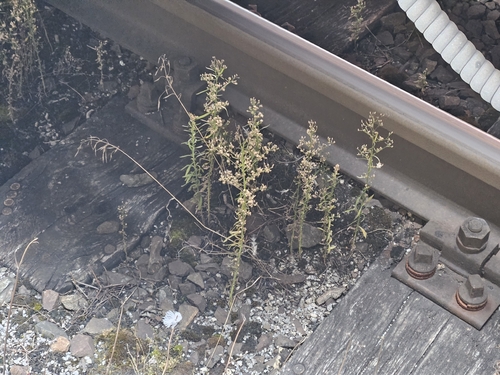 horseweed