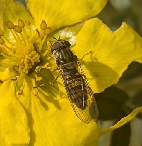 Marmalade Hover Fly