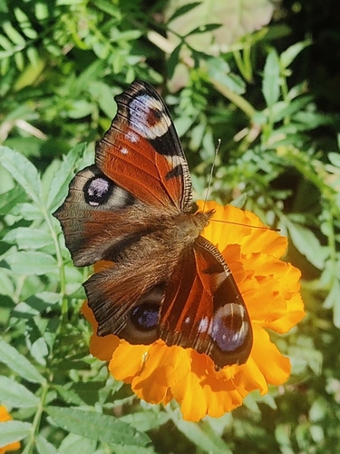 European Peacock Butterfly
