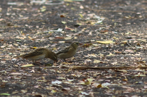 White-winged Widowbird
