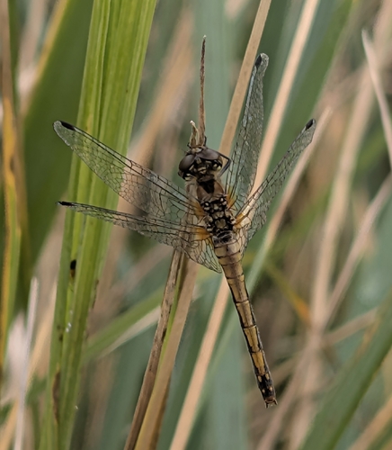 Black Meadowhawk