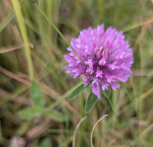 Red Clover