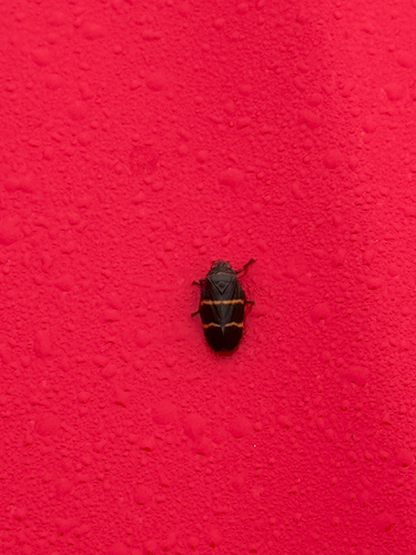 Two-lined Spittlebug