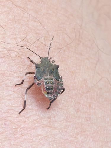 Brown Marmorated Stink Bug