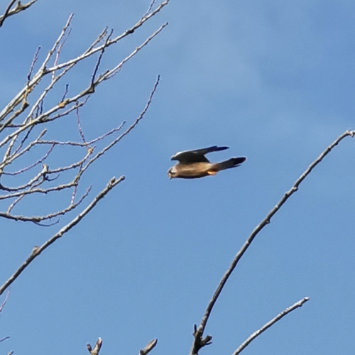 Eurasian Kestrel