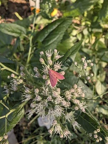 Inornate Pyrausta Moth