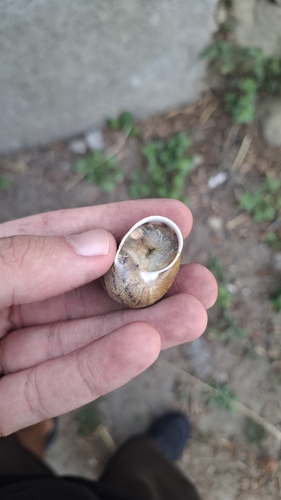 Garden Snail