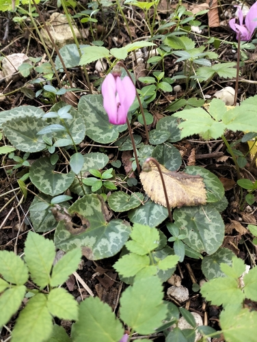 European Cyclamen