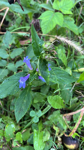 great blue lobelia