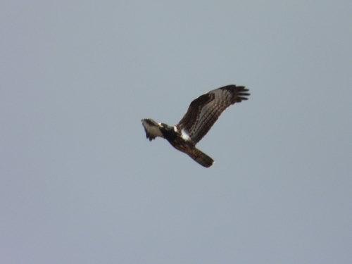 European Honey-buzzard