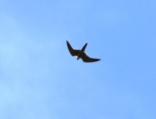 Eurasian Hobby