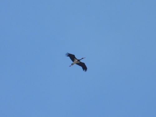 Black Stork