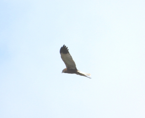 Western Marsh Harrier