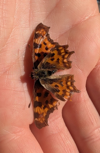 European Comma