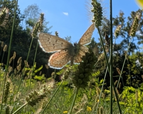 Common Blue