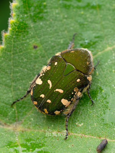 Blue Flower Chafer