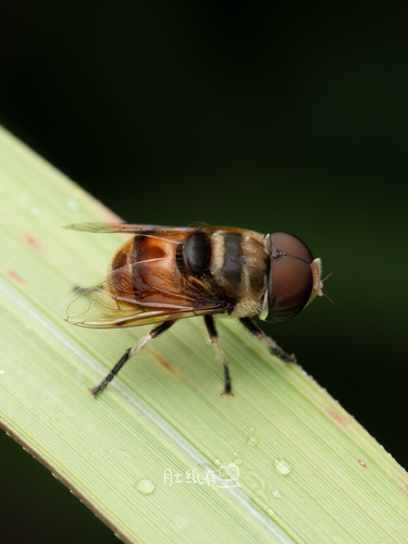 Phytomia errans
