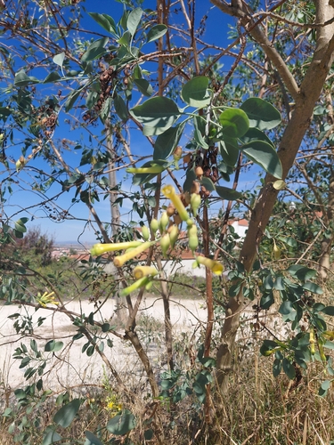 tree tobacco
