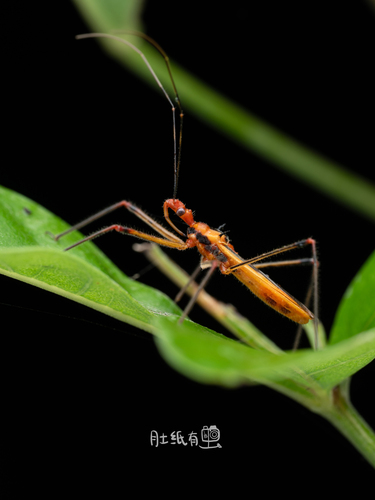 Euagoras plagiatus