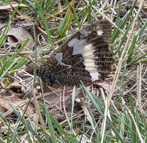 Great Banded Grayling