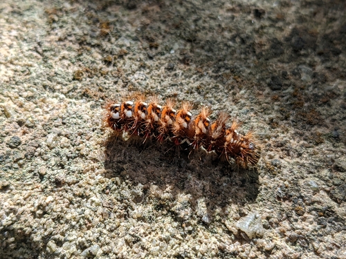 Knot Grass Moth