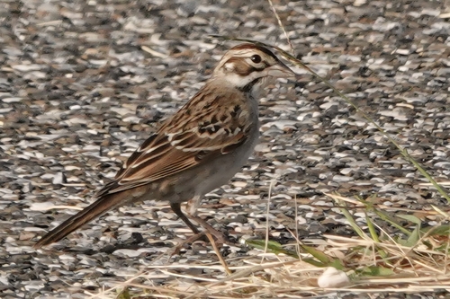 Lark Sparrow