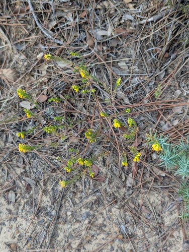 Yellow Odontites