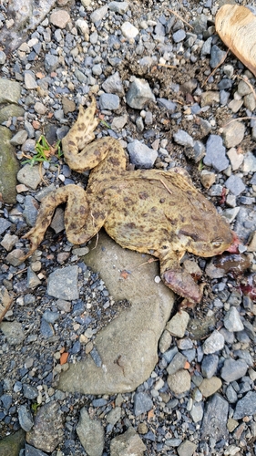European Toad