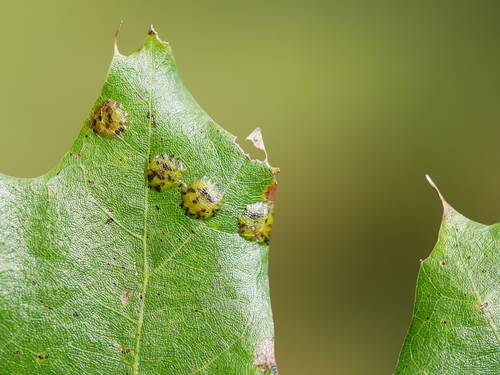 Polystepha pustuloides