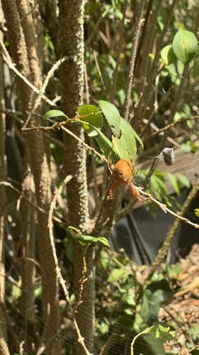 Cross Orbweaver