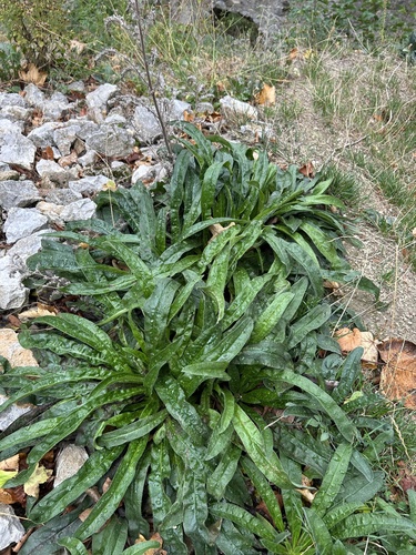 viper's-bugloss