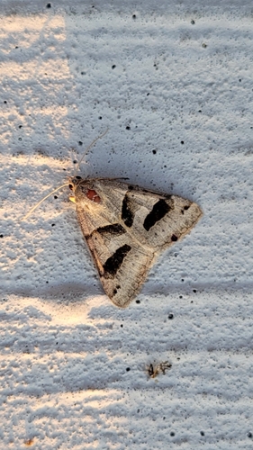 Forage Looper Moth
