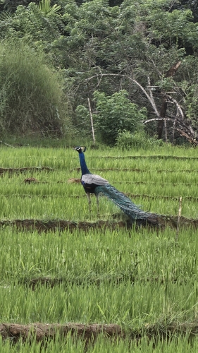 Indian Peafowl