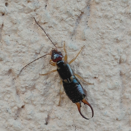 European Earwig
