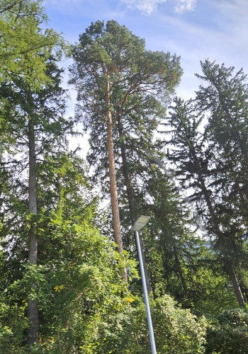 Scots pine