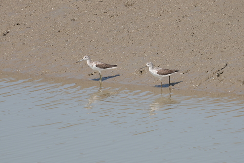 Common Greenshank
