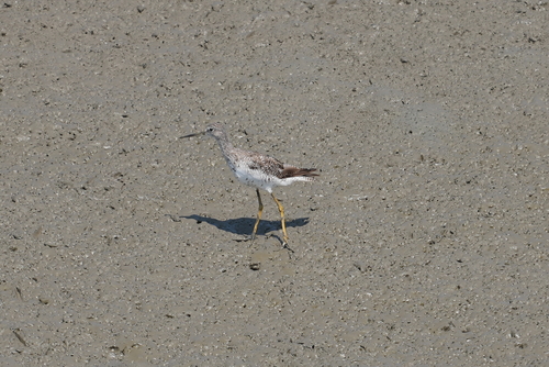 Greater Yellowlegs