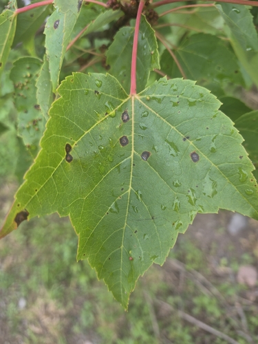 red maple