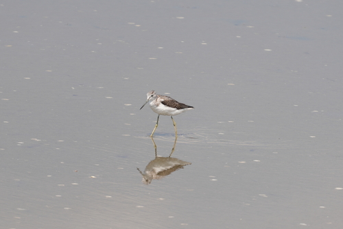 Common Greenshank