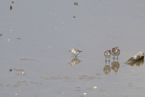 Sanderling
