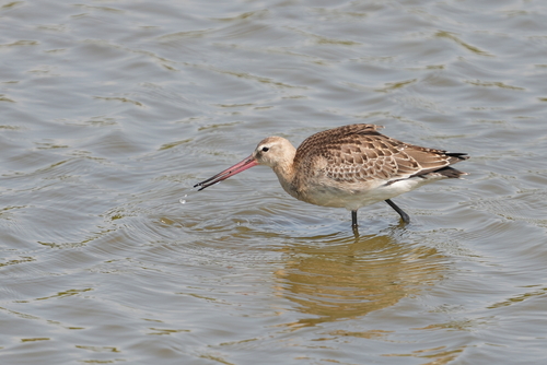 Black-tailed Godwit