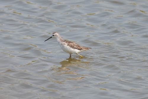 Marsh Sandpiper