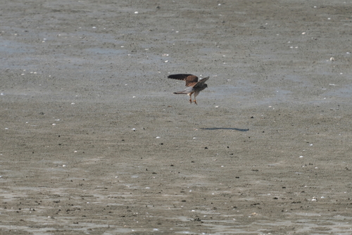 Eurasian Kestrel