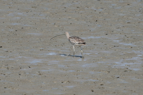 Eurasian Curlew